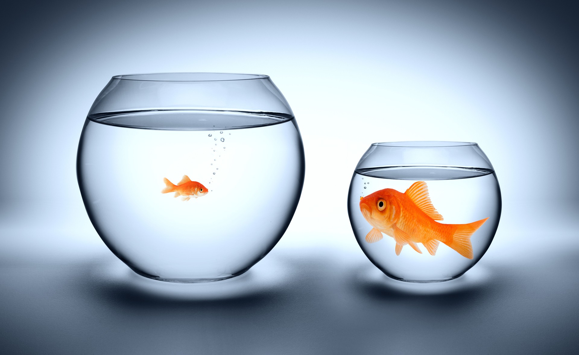 tight concept unfairness big fish in small bowl and small fish in big bowl implying unfairness